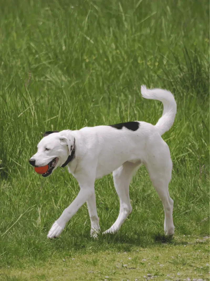 Dogo Argentino