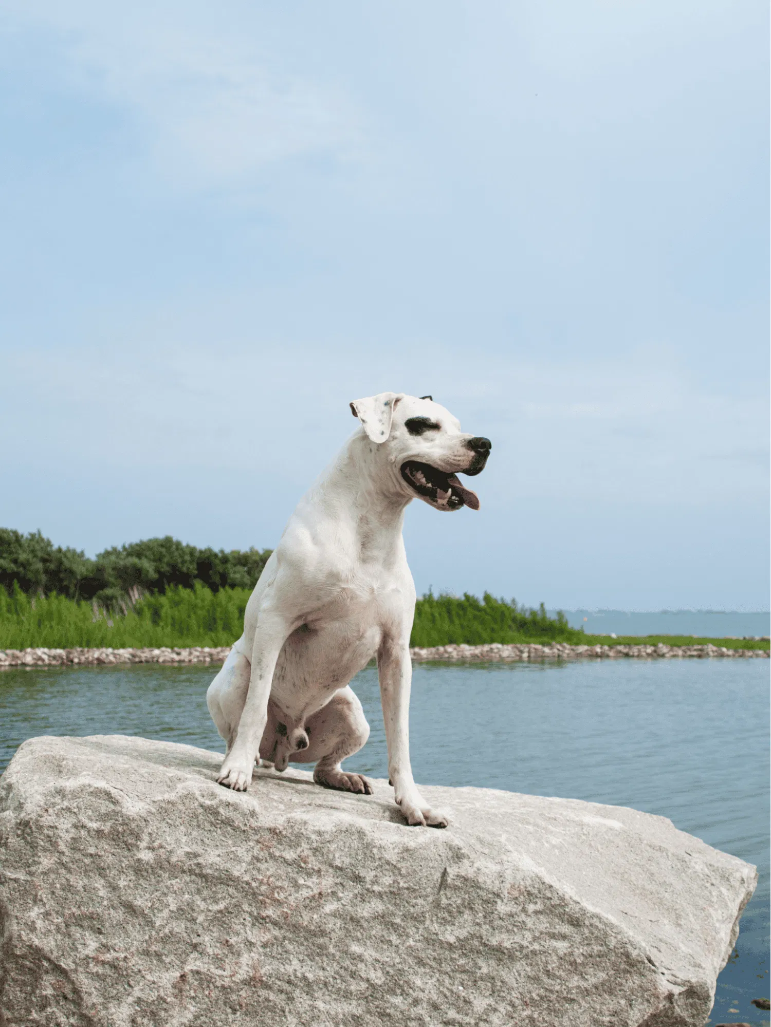 Dogo Argentino Gallery