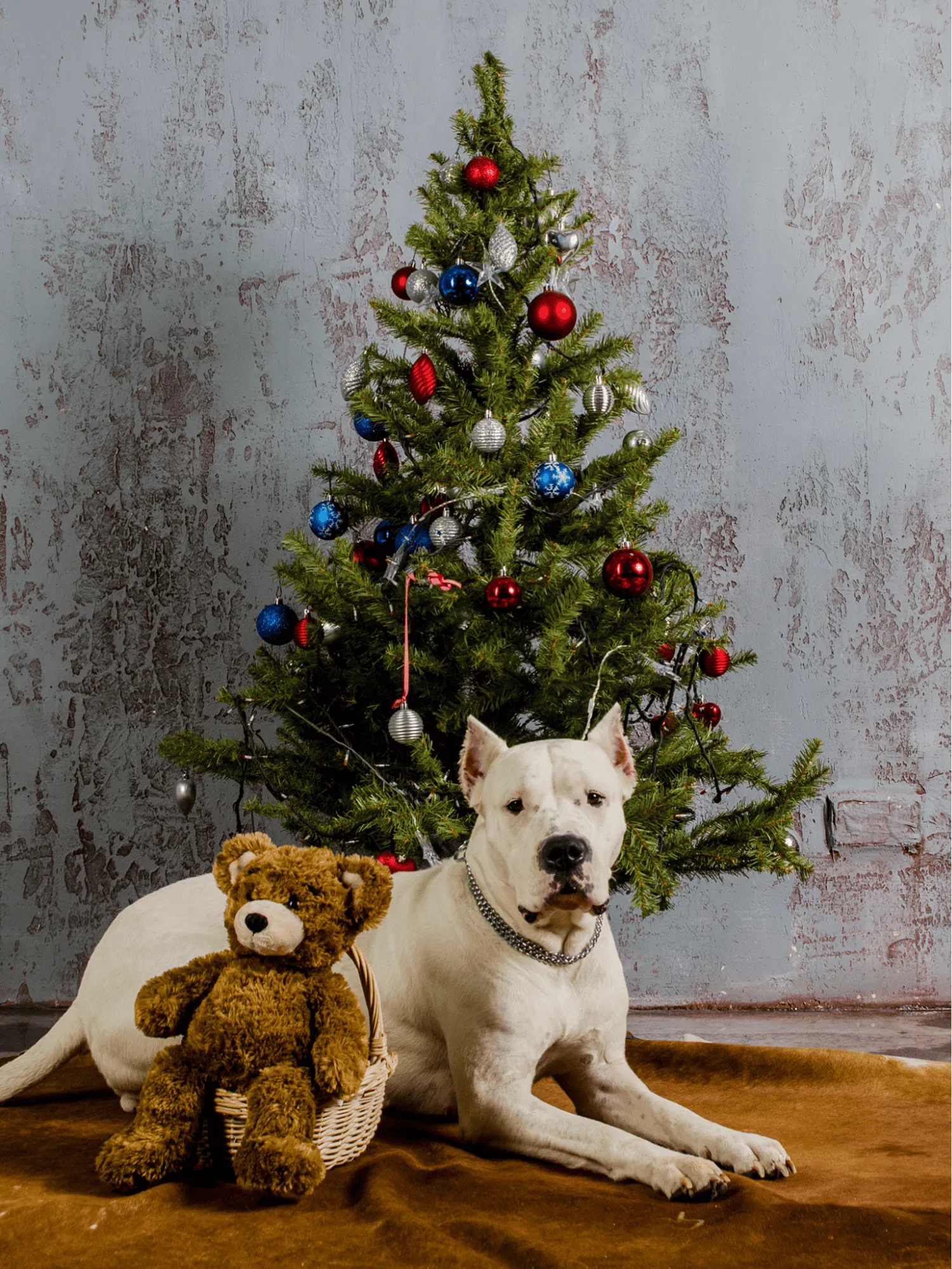 Dogo Argentino Gallery