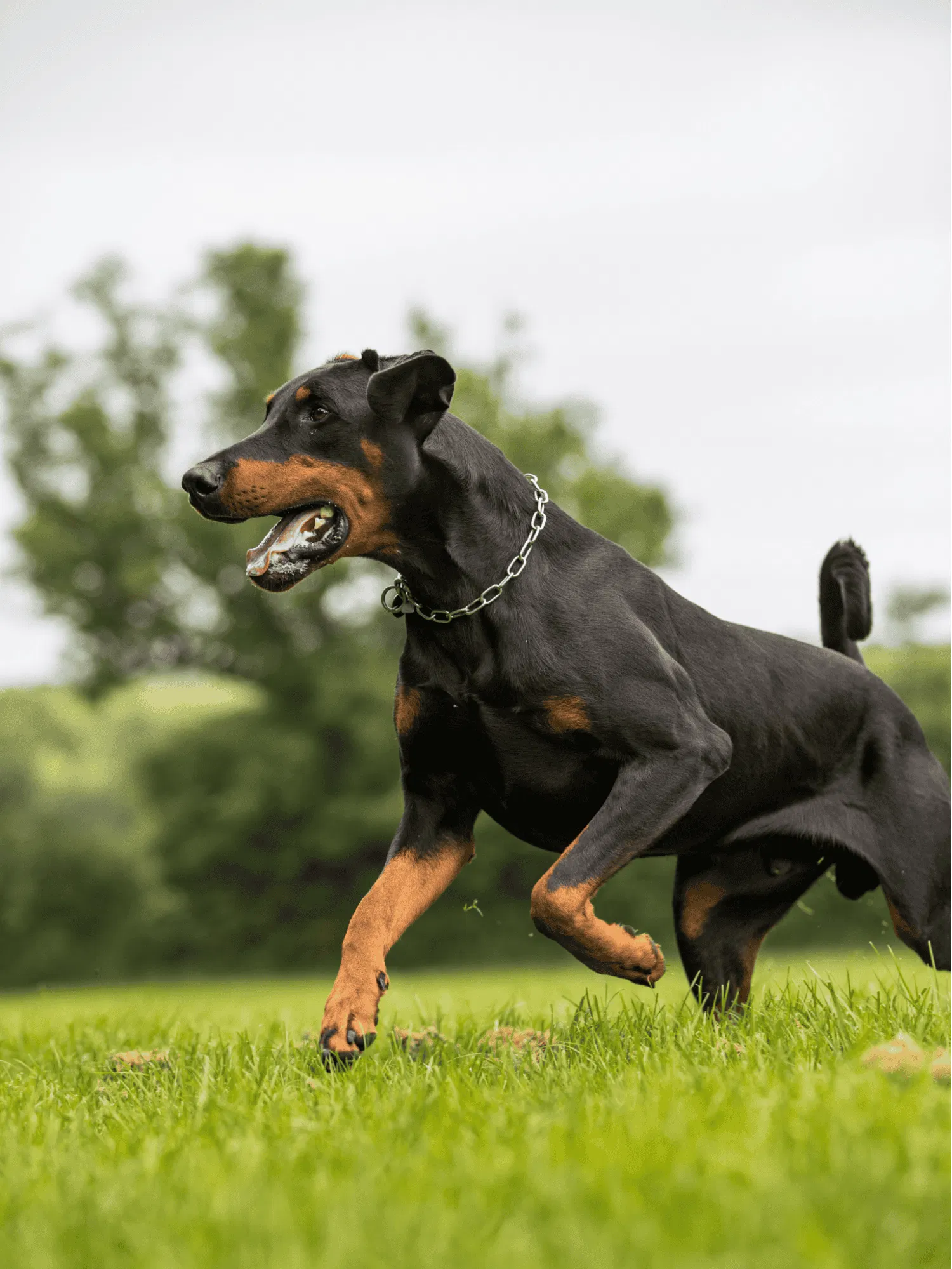 Doberman Pinscher Gallery