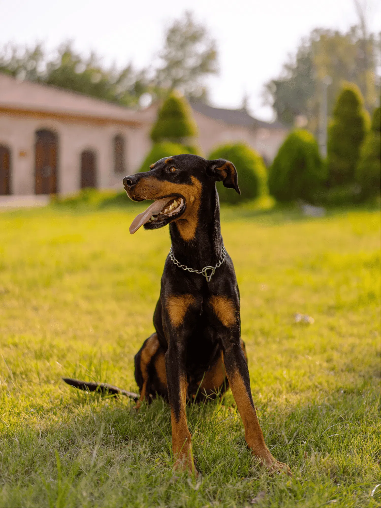 Doberman Pinscher Gallery