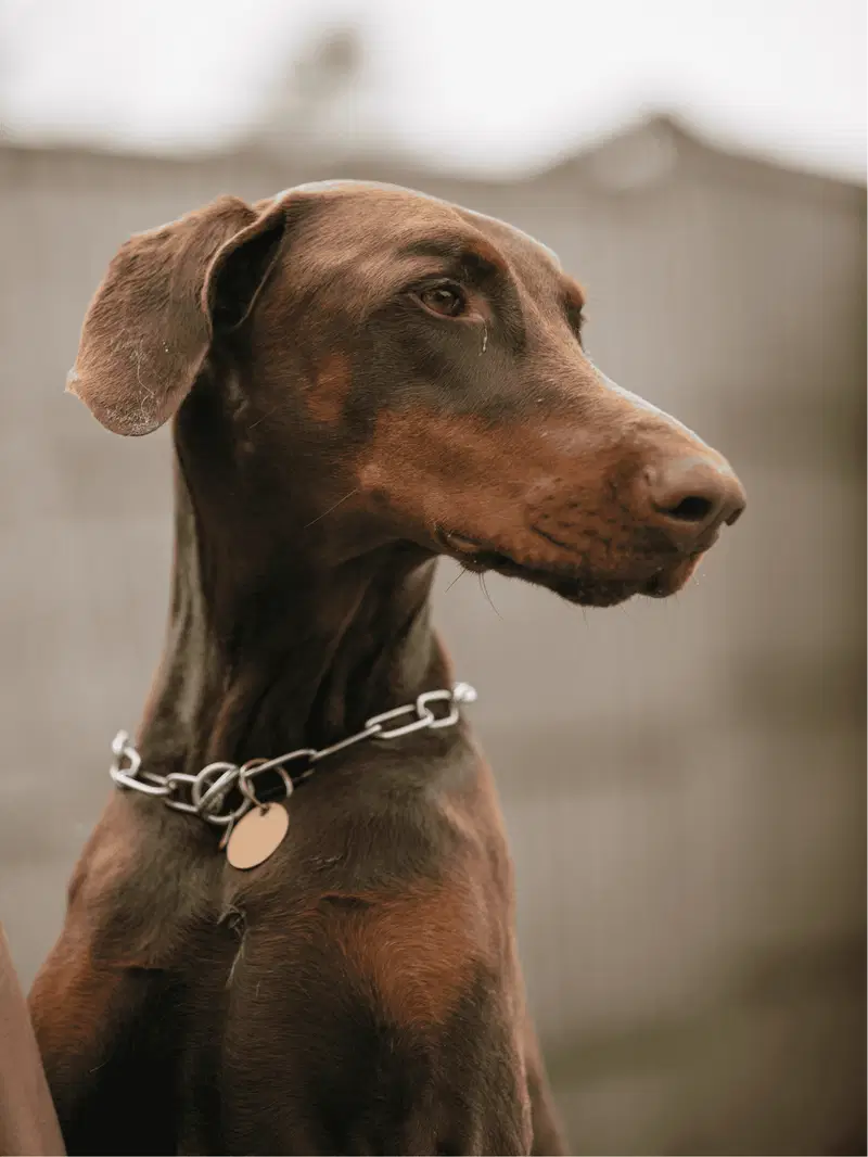 Doberman Pinscher Gallery
