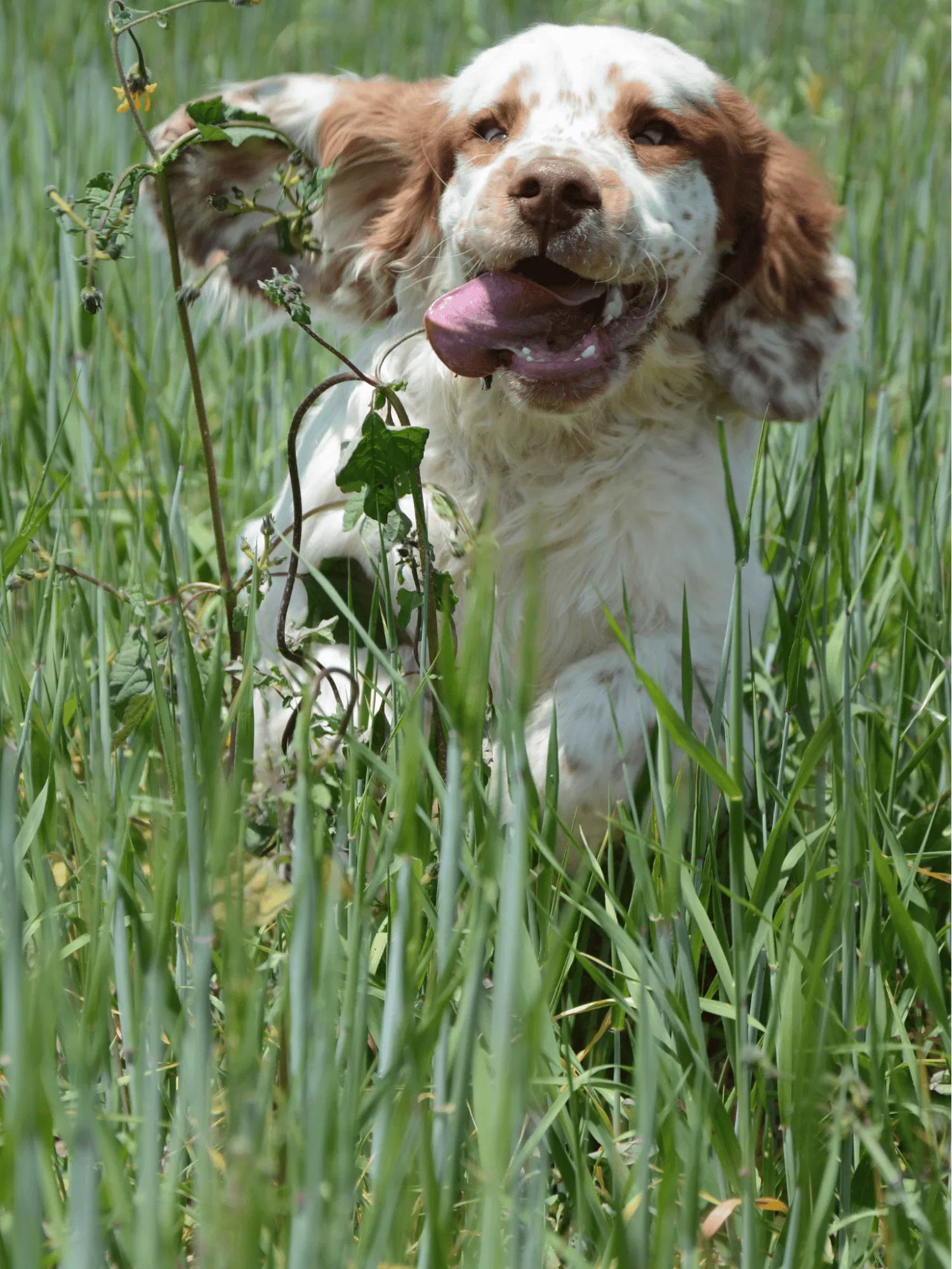 Clumber Spaniel Gallery