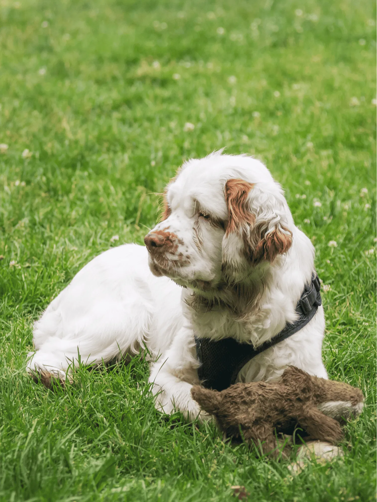 Clumber Spaniel Gallery