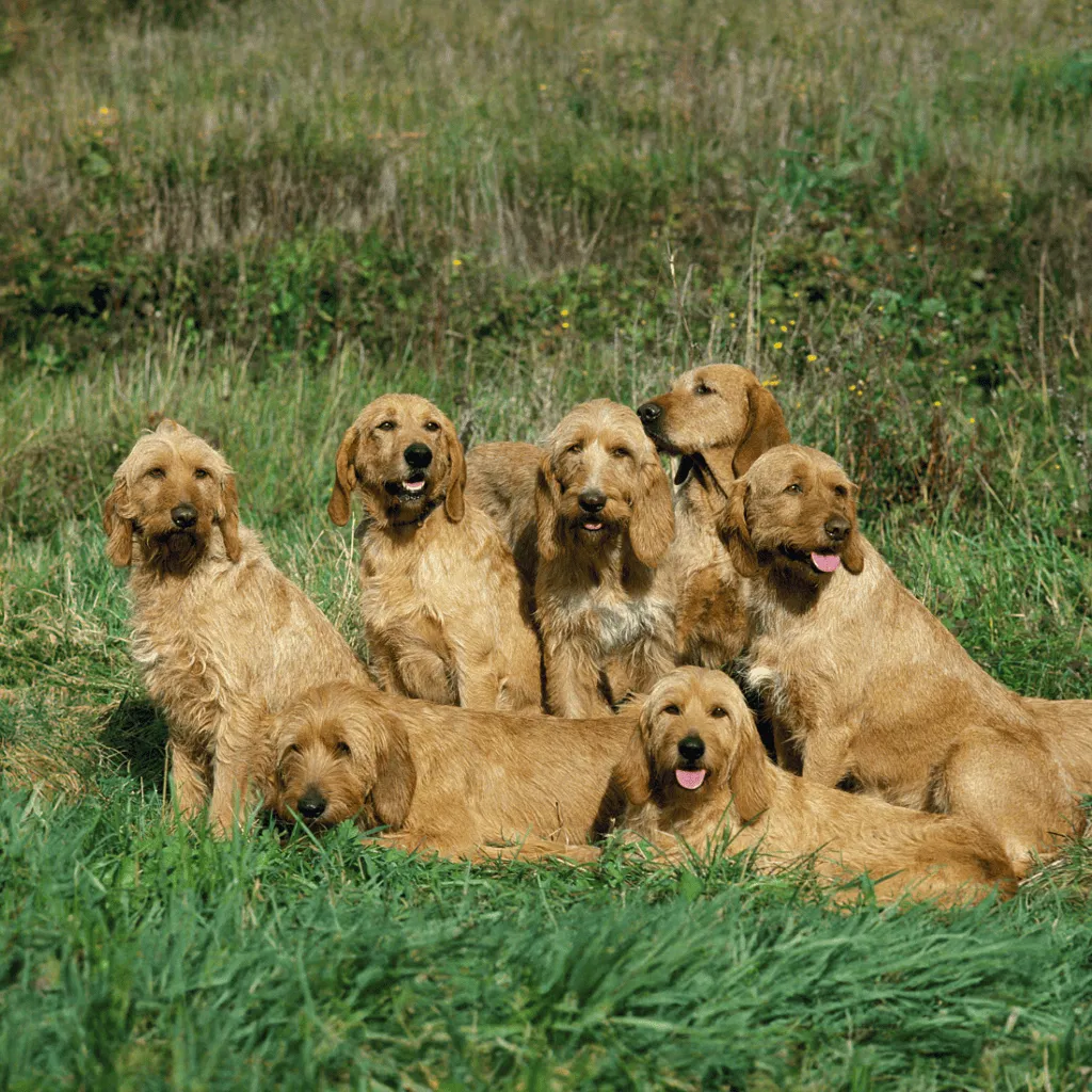 Basset Fauve de Bretagne is one of the Three Hounds Originating from Brittany