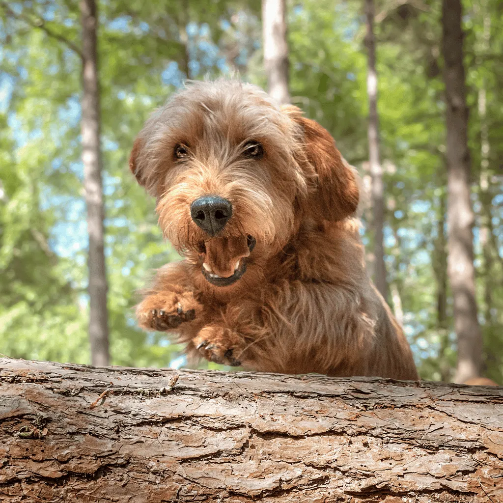 Basset Fauve de Bretagne Final Thoughts