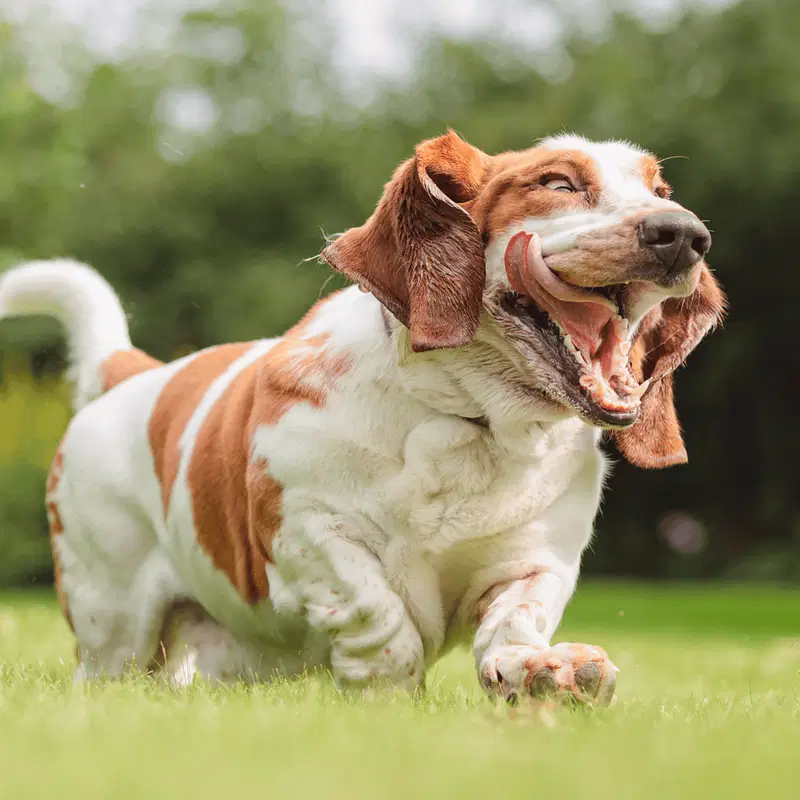 Bassets Have More Bone Per Pound Than Any Other Breed