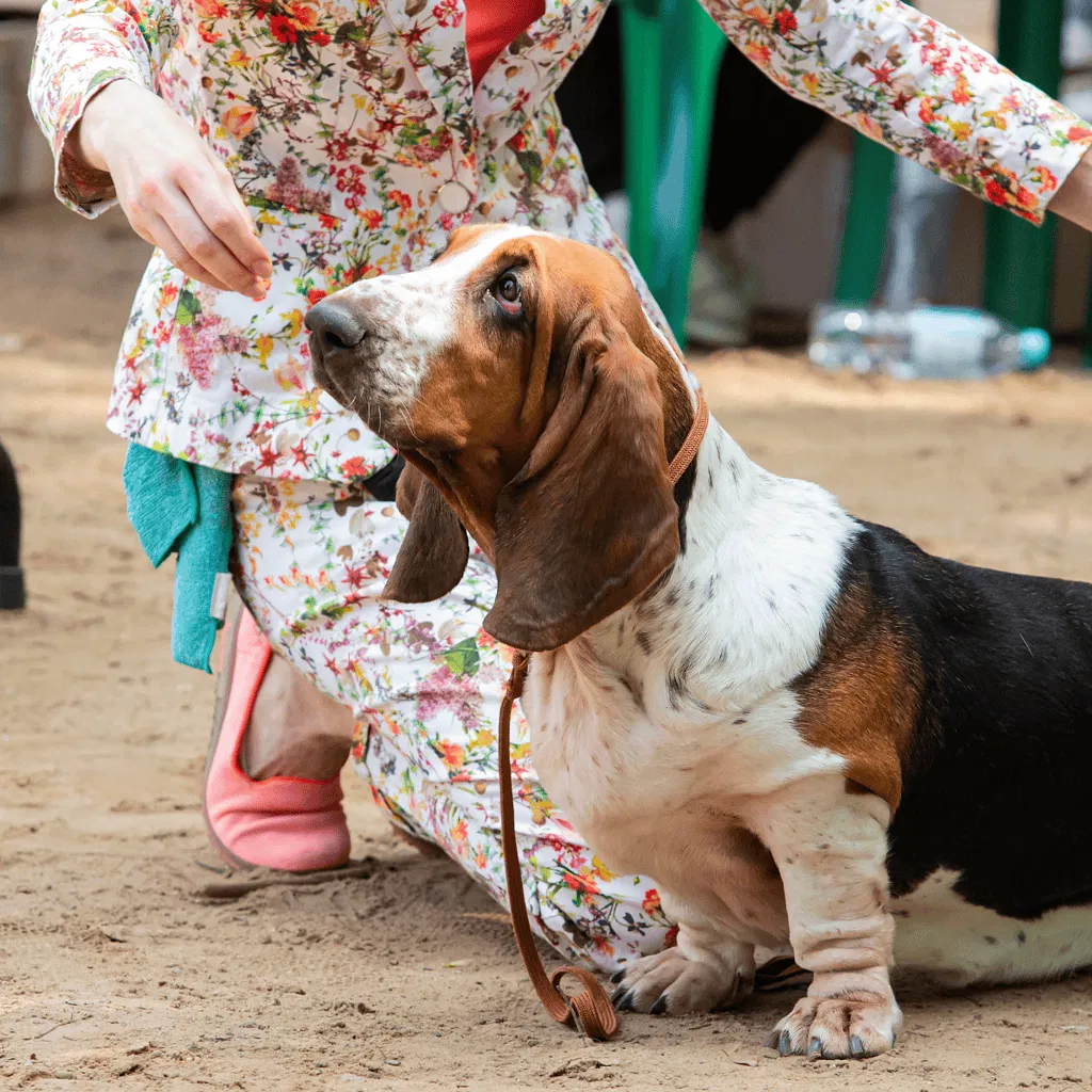 Temperament & Intelligence Of The Basset Hound