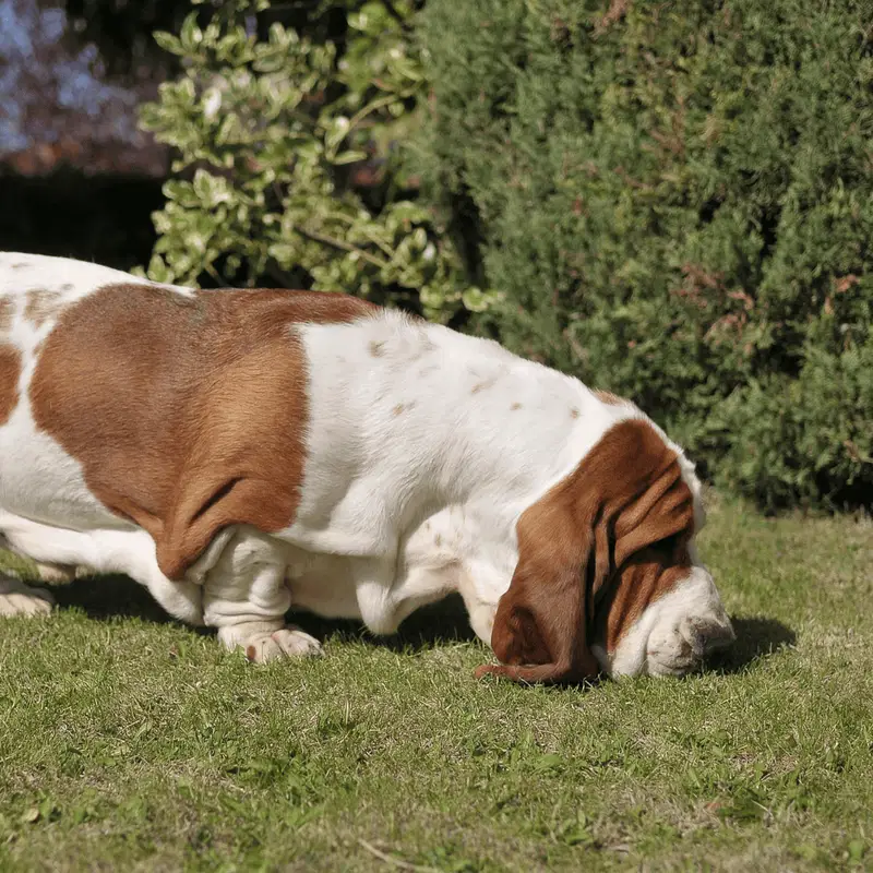 Basset Hounds Are Great at Scent Work
