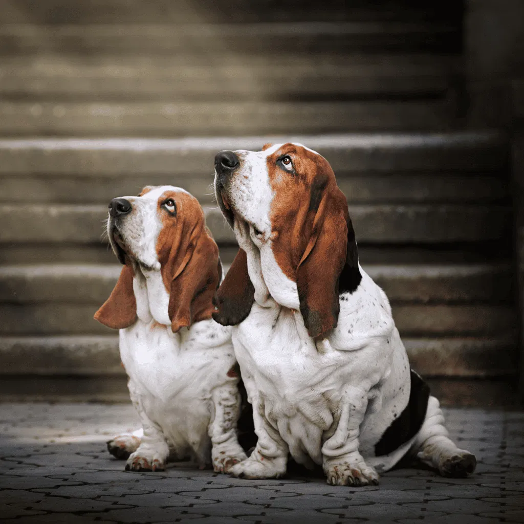 Basset Hound Male Vs. Female