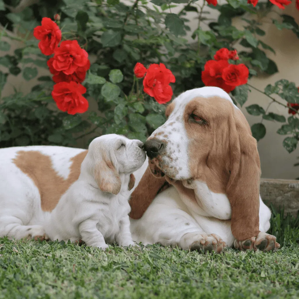 Basset Hound Puppies