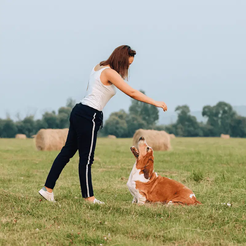 Basset Hound Training