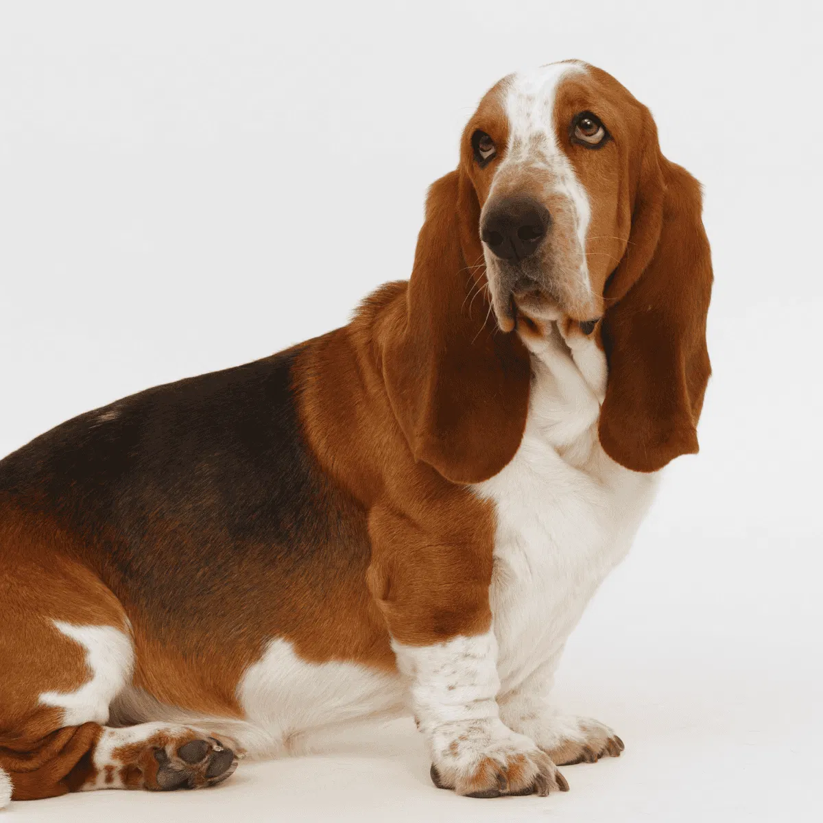 Basset Hound Gallery