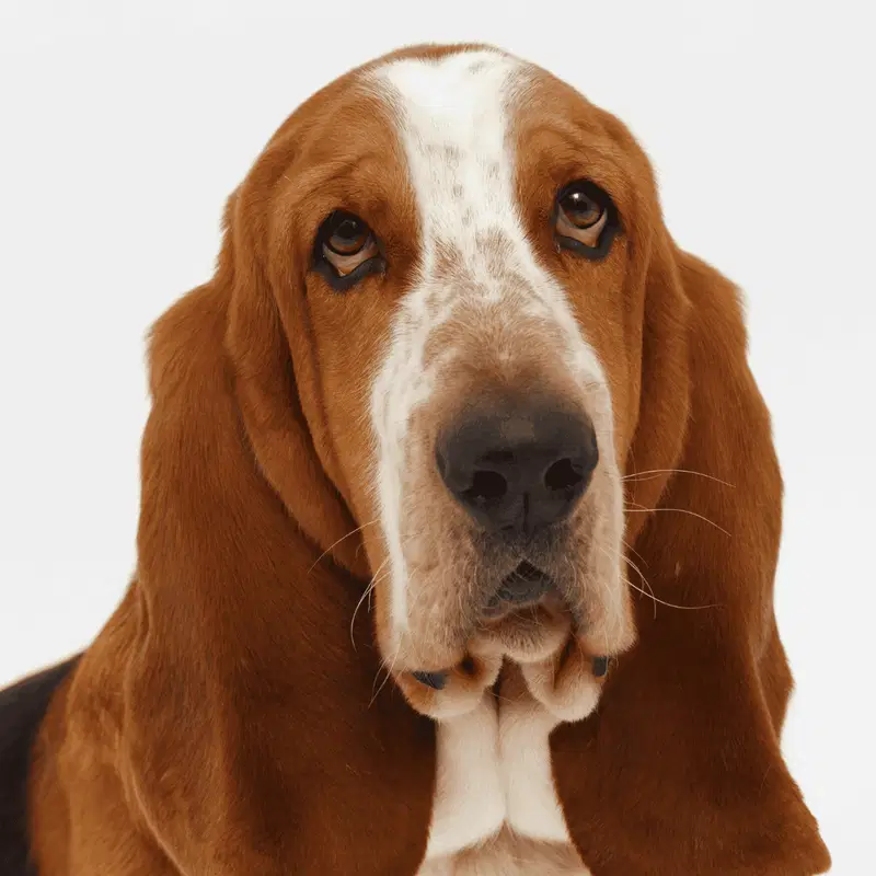 Basset Hound Gallery