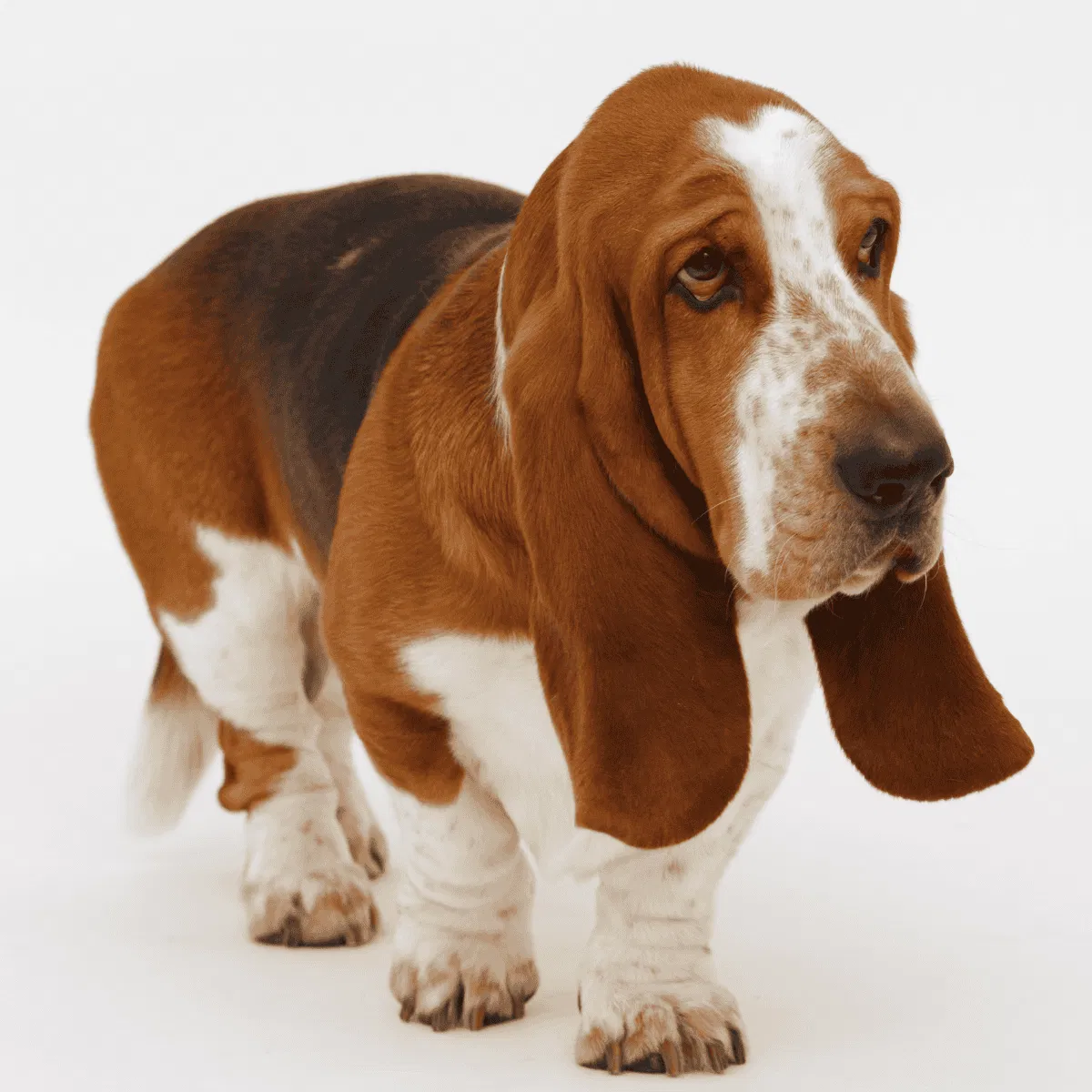 Basset Hound Gallery