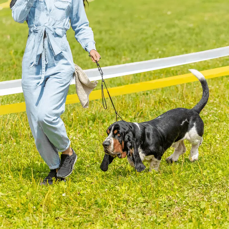 Basset Hound Exercise