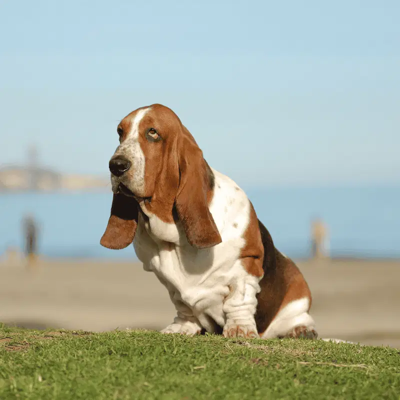 Basset Hound Final Thoughts