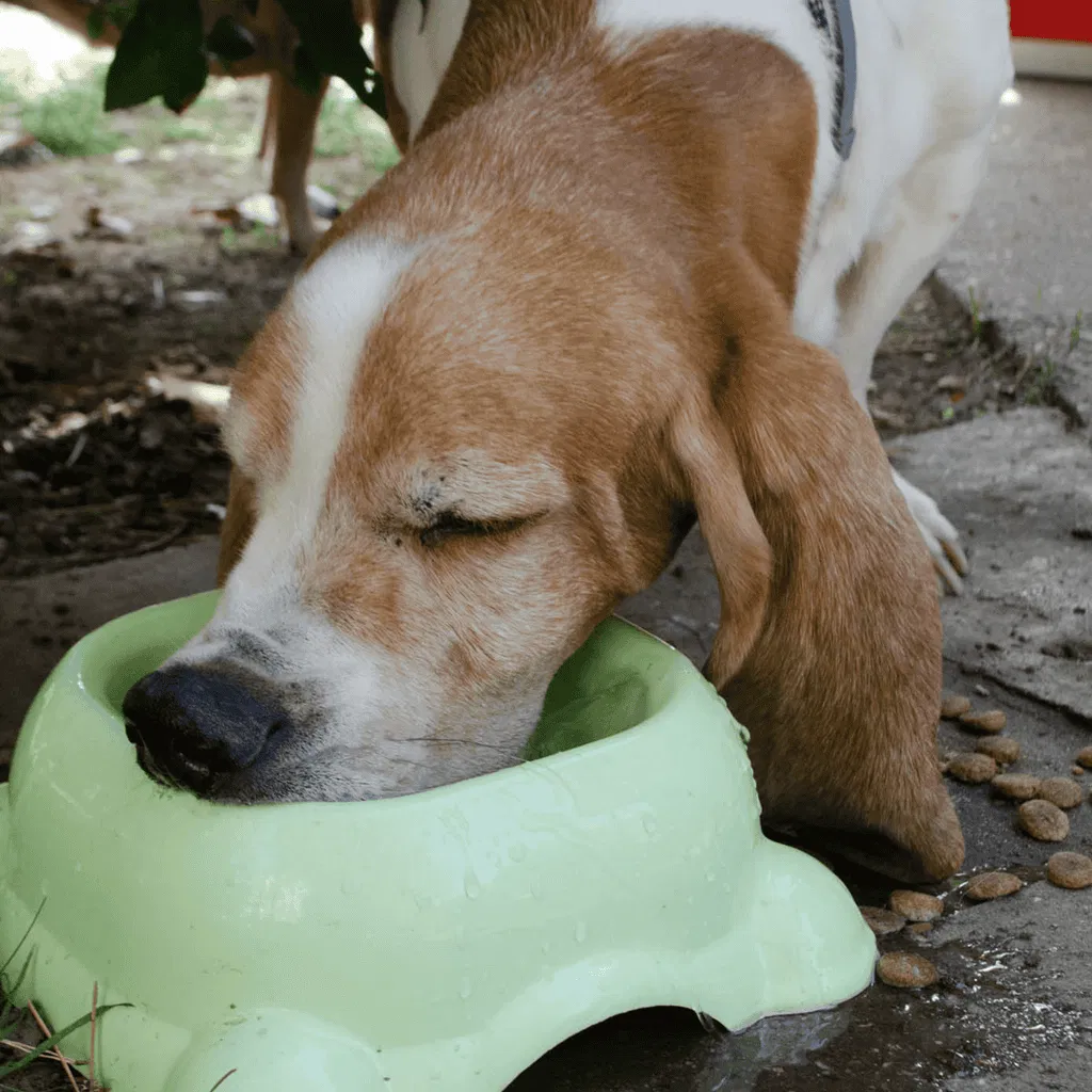 Basset Hound Food & Diet Requirements