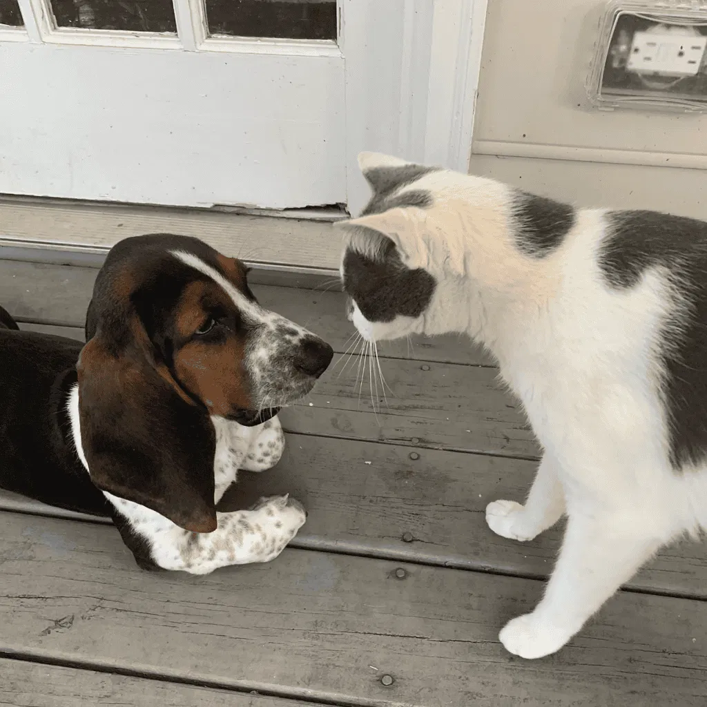 Basset Hound Does This Breed Get Along With Other Pets