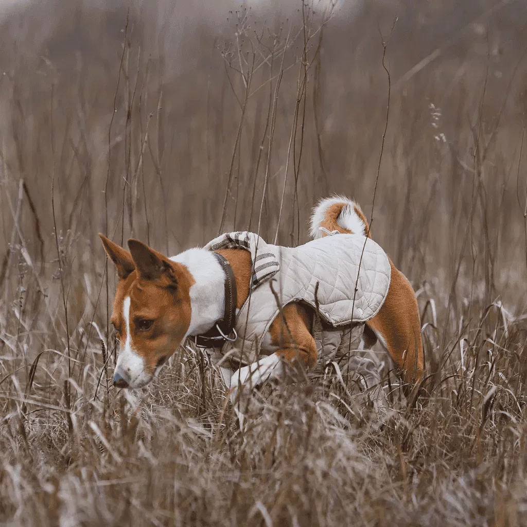 The Basenji's African Breed Name Has a Literal Translation