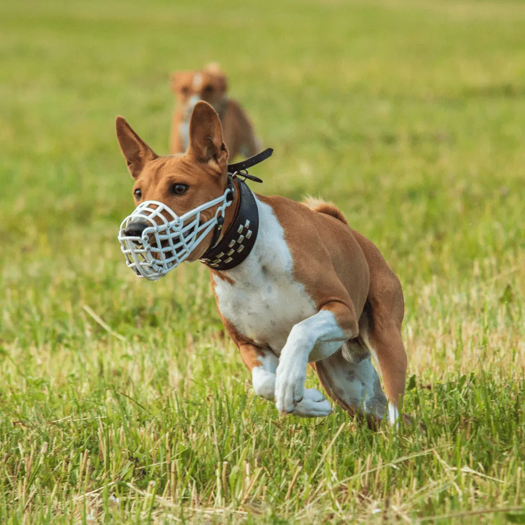 Temperament & Intelligence Of The Basenji