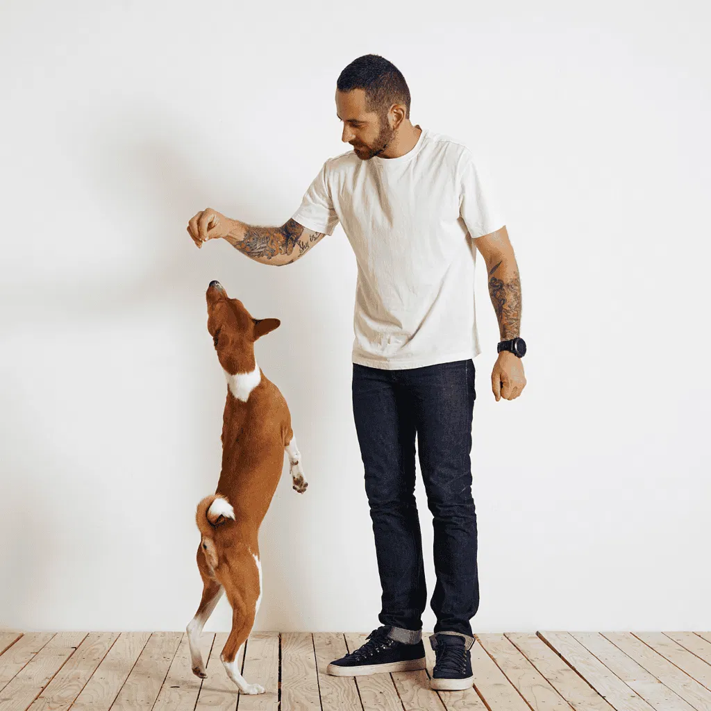 Basenji Training