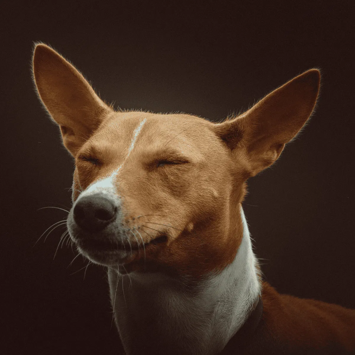 Basenji Gallery