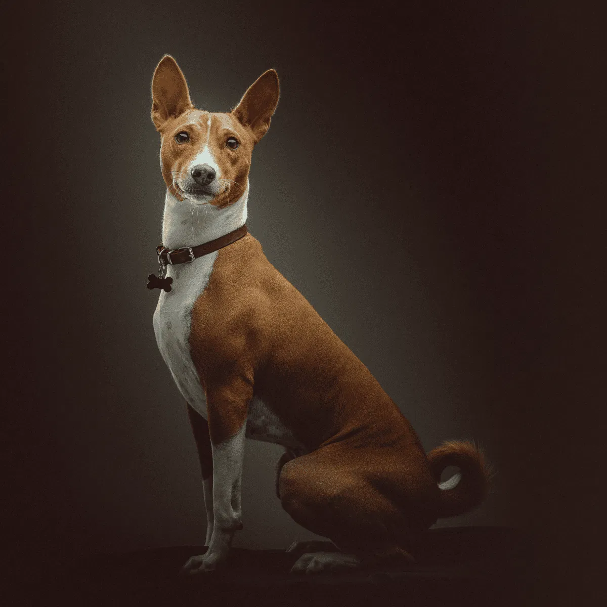 Basenji Gallery
