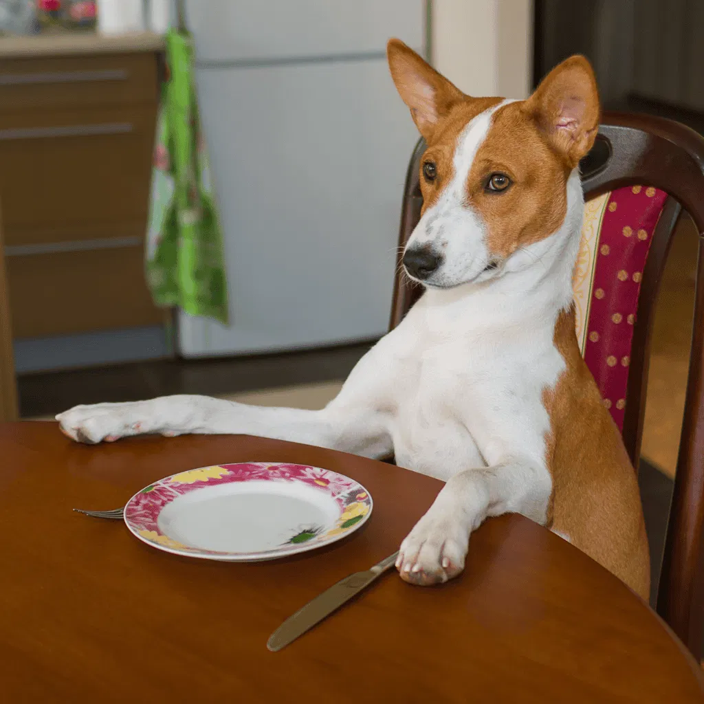Basenji Food & Diet Requirements
