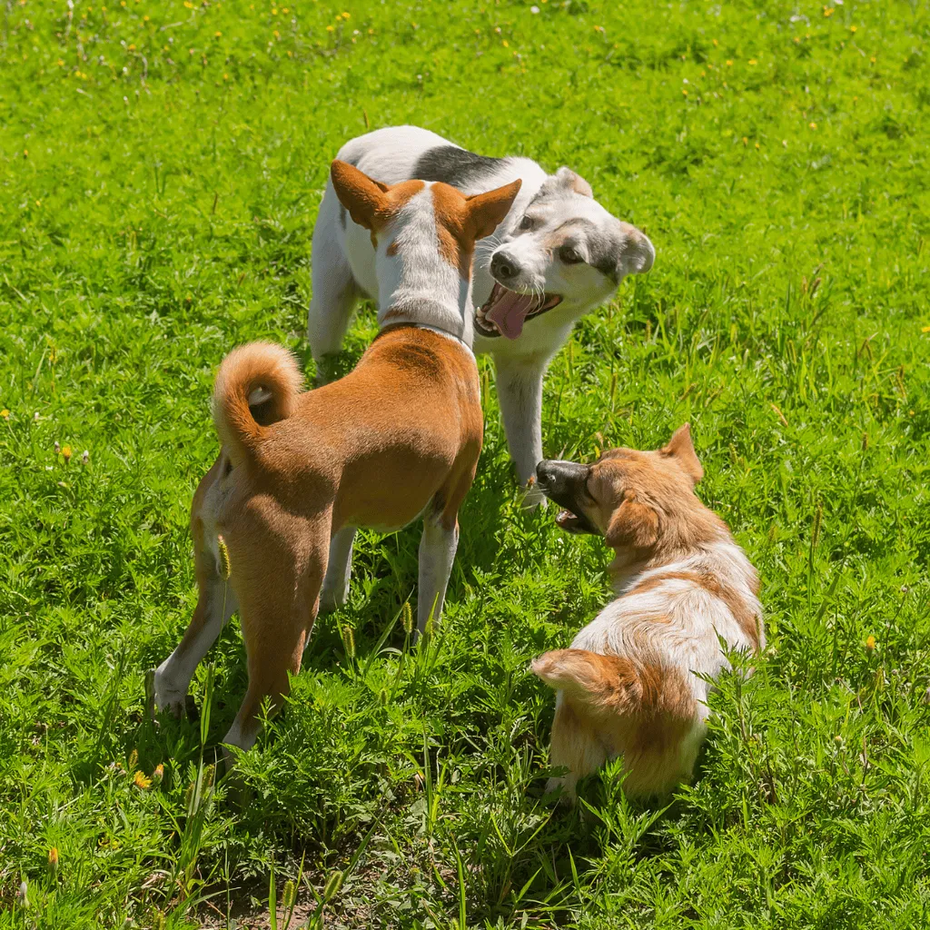 Basenji Does This Breed Get Along With Other Pets