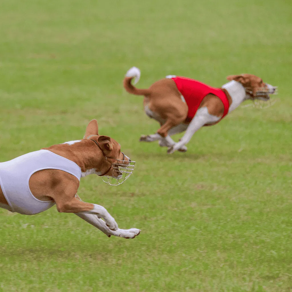 Basenji Exercise