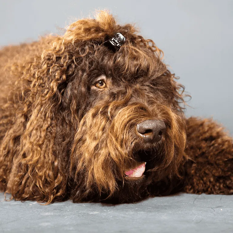 Barbet