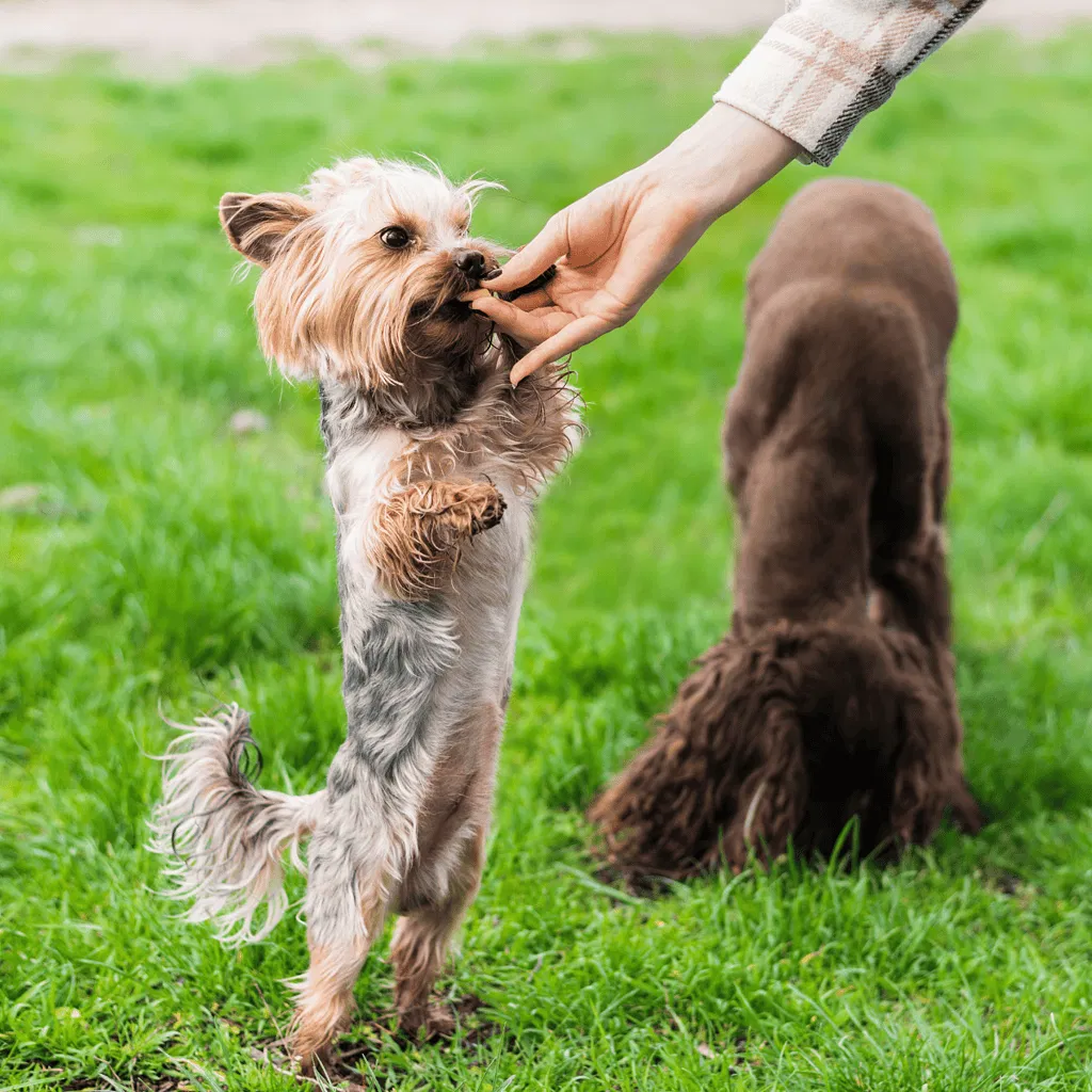 Australian Terrier Training
