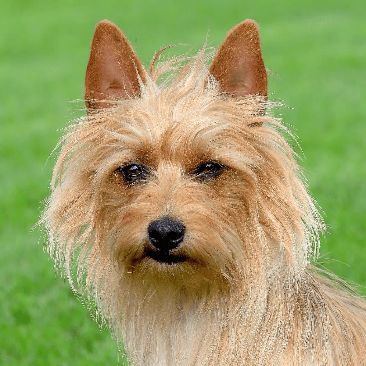 Australian Terrier Gallery