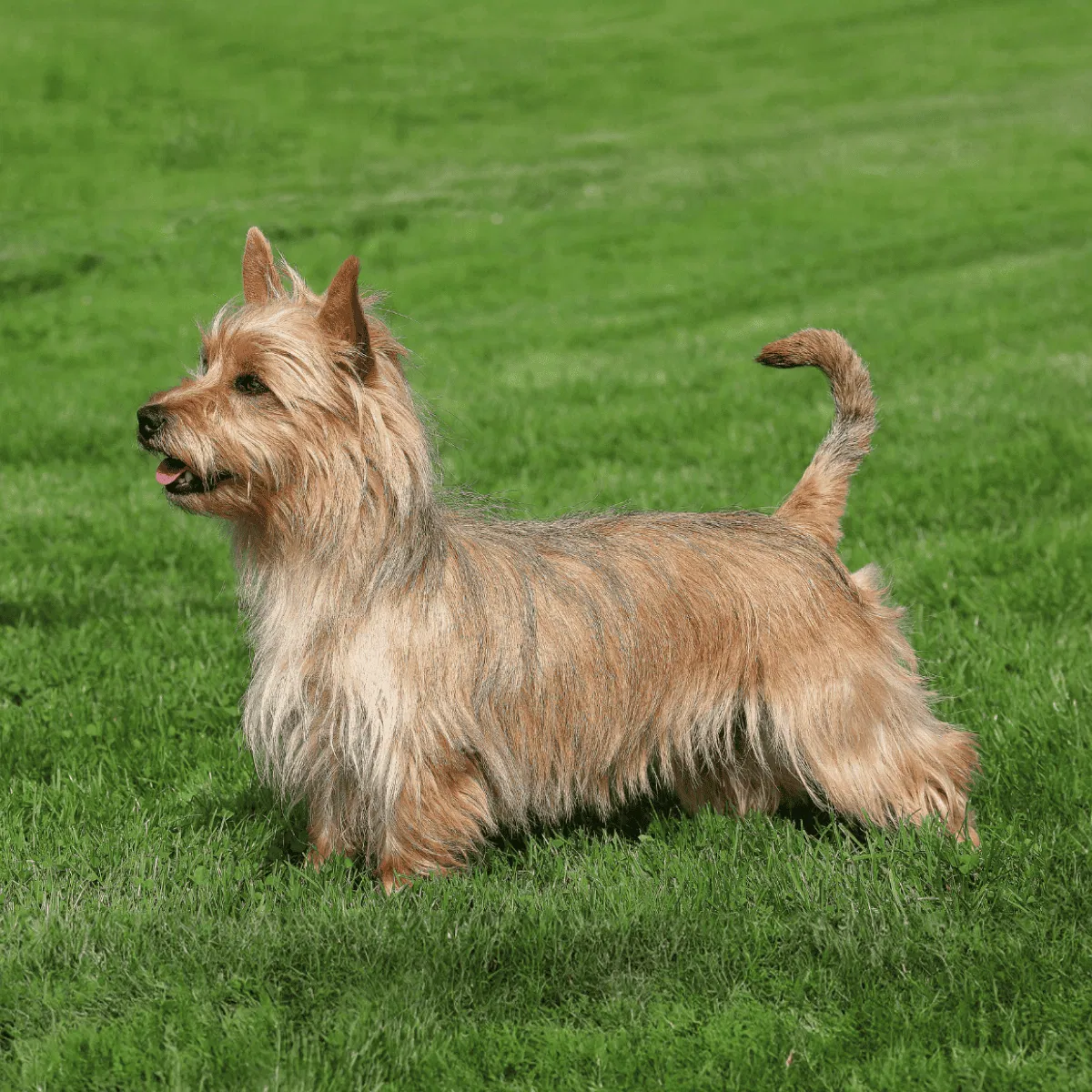 Australian Terrier Gallery