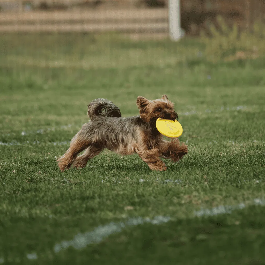Australian Terrier Exercise