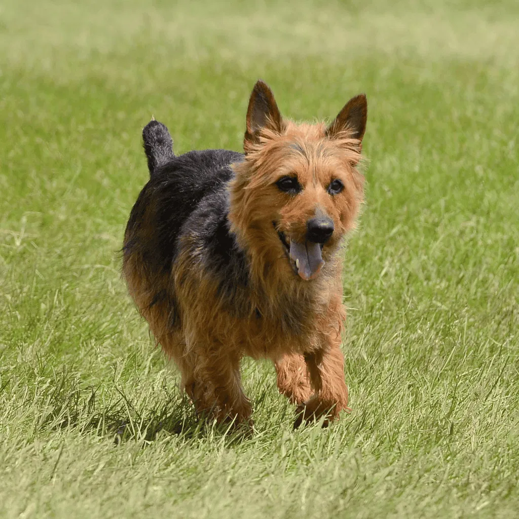 Australian Terrier Final Thoughts