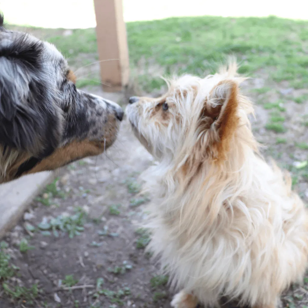 Australian Terrier Does This Breed Get Along With Other Pets
