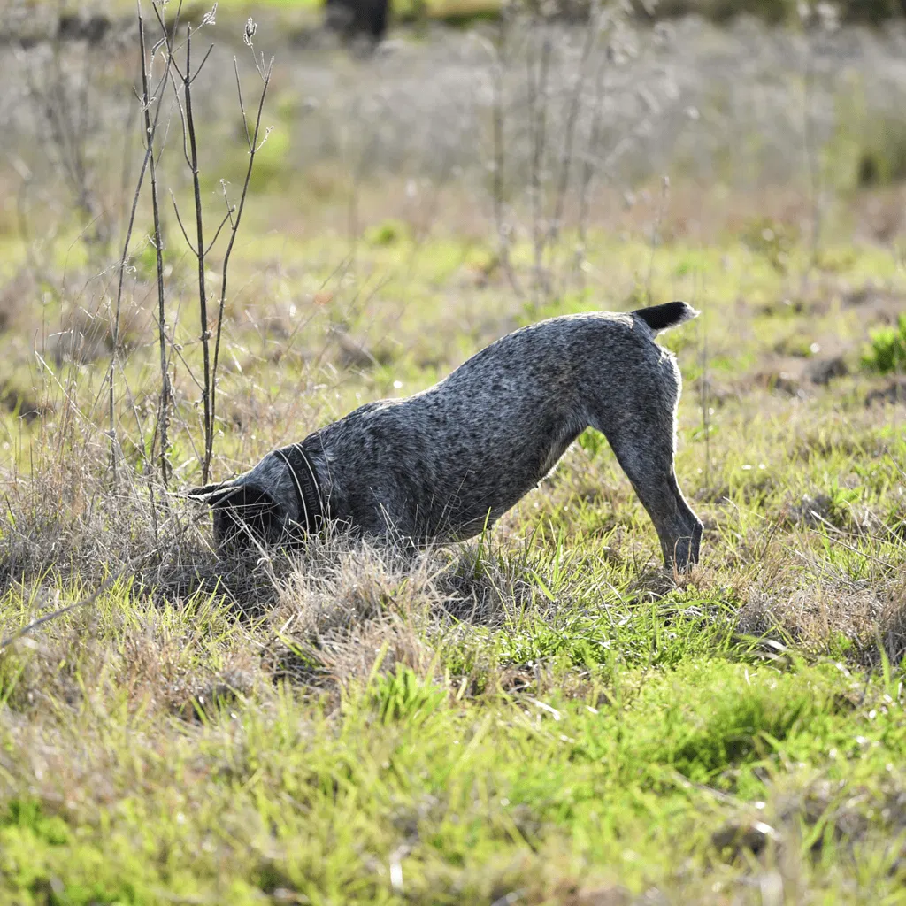 Australian Stumpy Tail Cattle Exercise