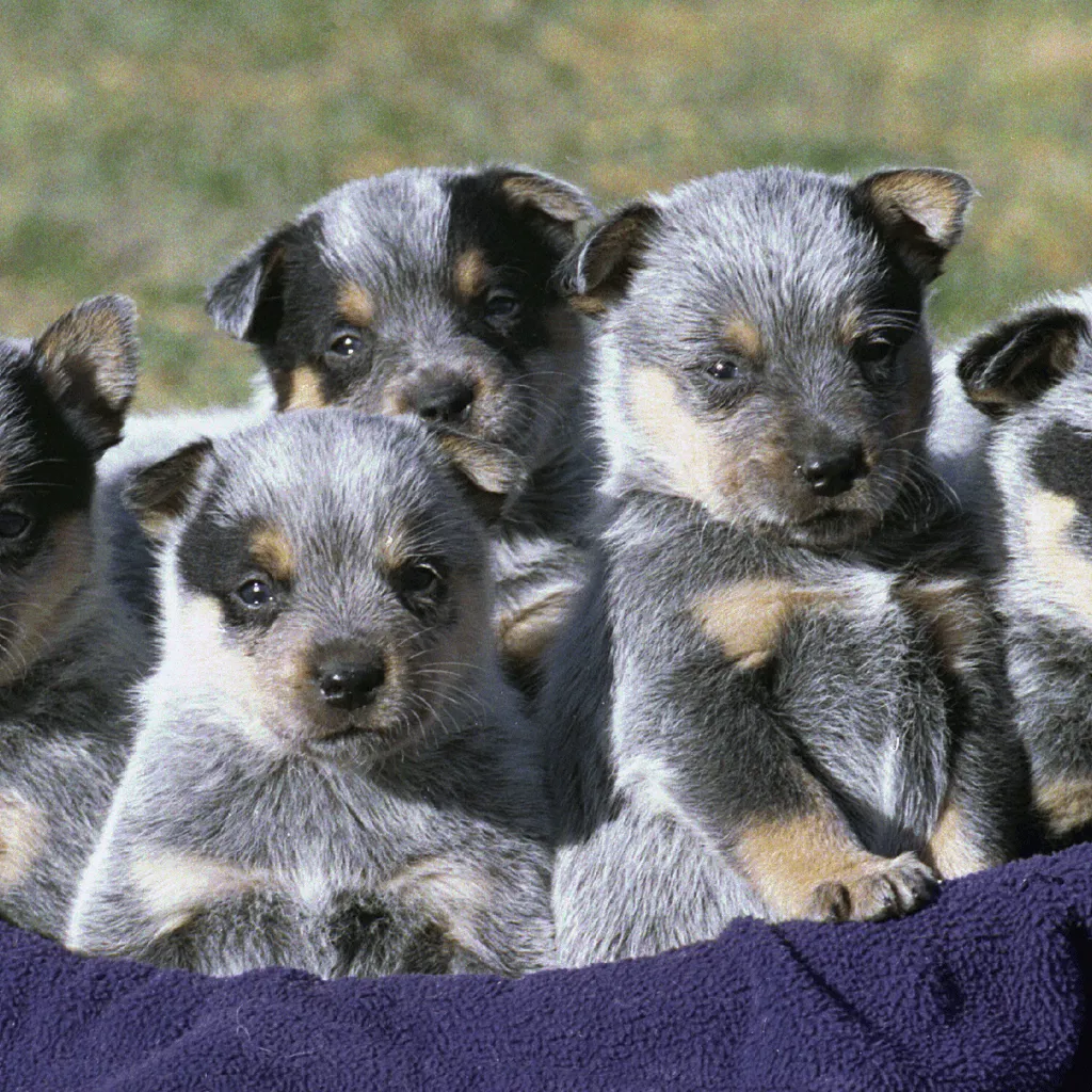 Australian Stumpy Tail Cattle Dog Puppies