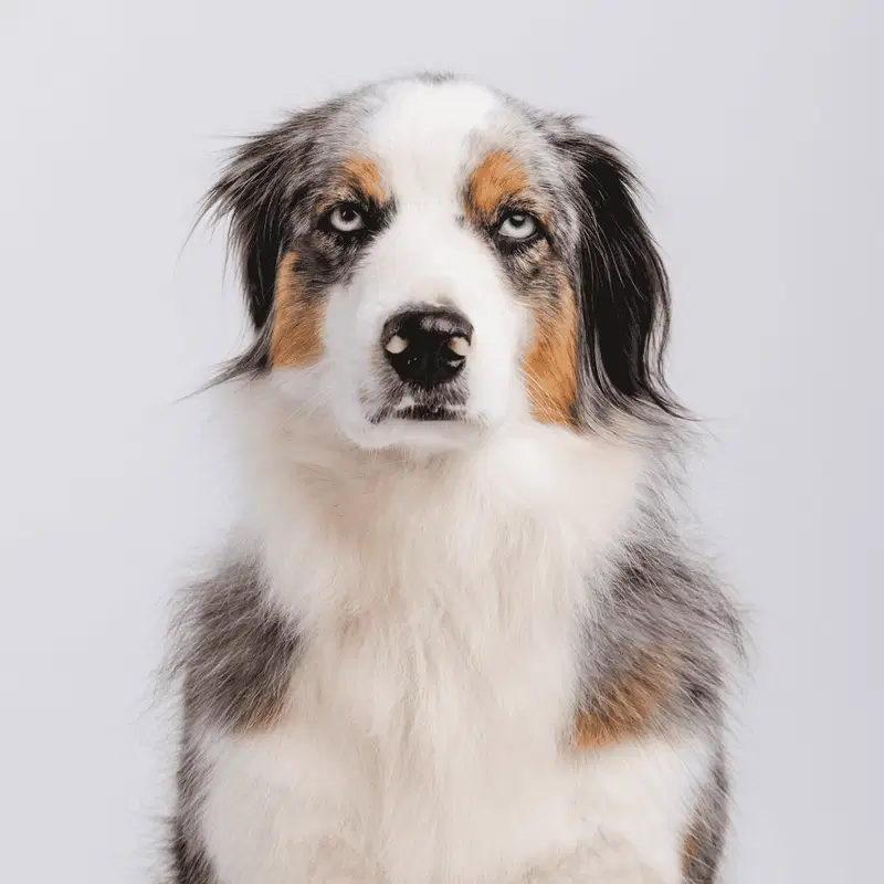 Australian Shepherd Gallery
