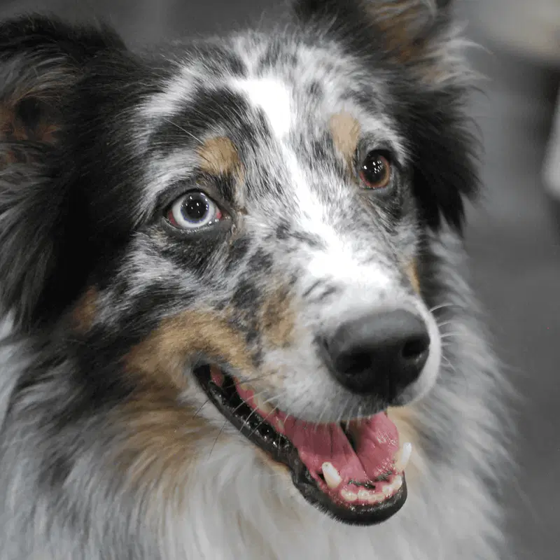 Australian Shepherd They Often Have Two Different-Colored Eyes