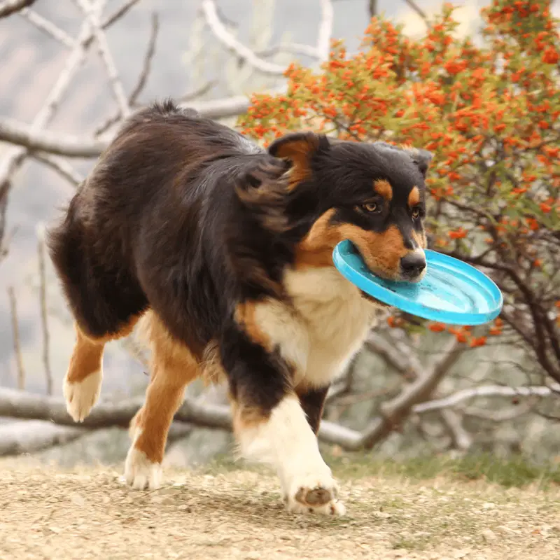 Australian Shepherd One Aussie Was a Frisbee Champion