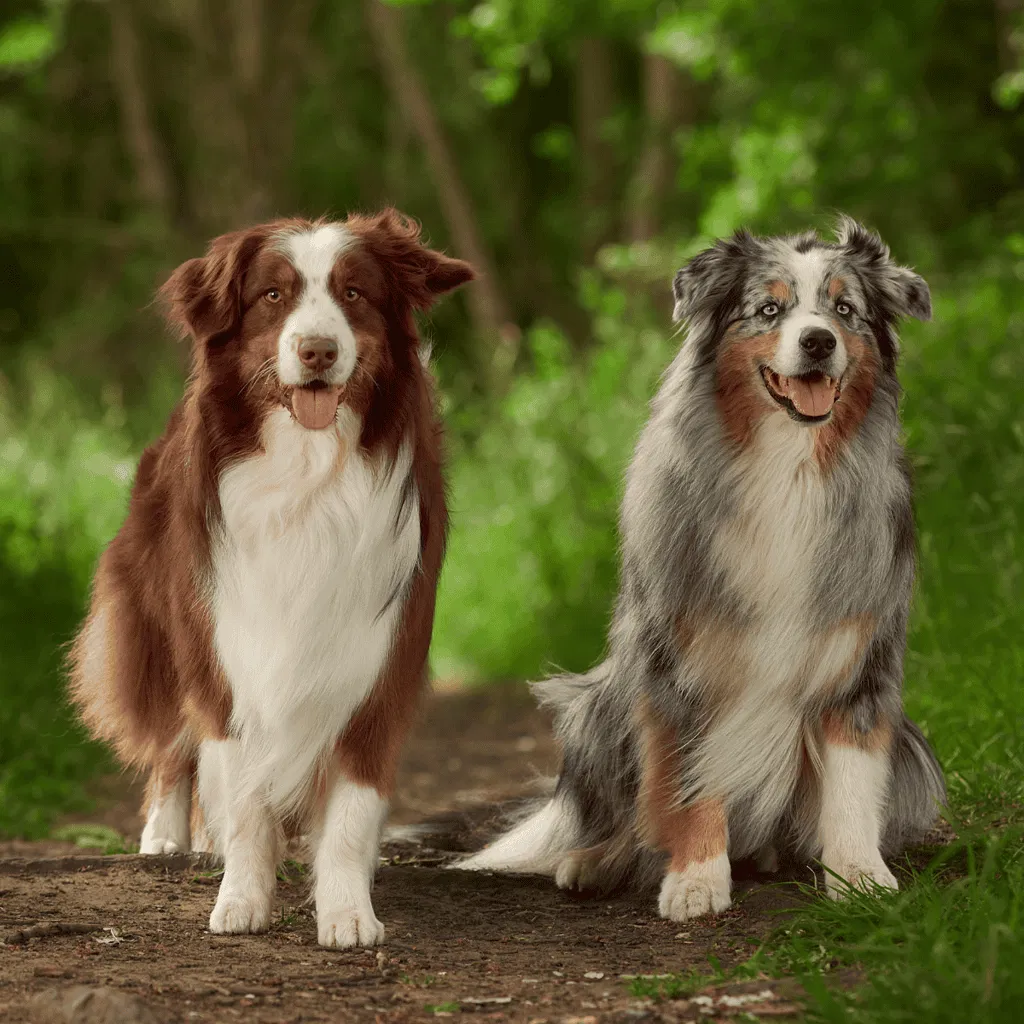 Australian Shepherd Male Vs. Female
