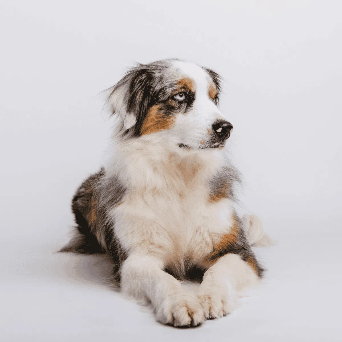 Australian Shepherd Gallery