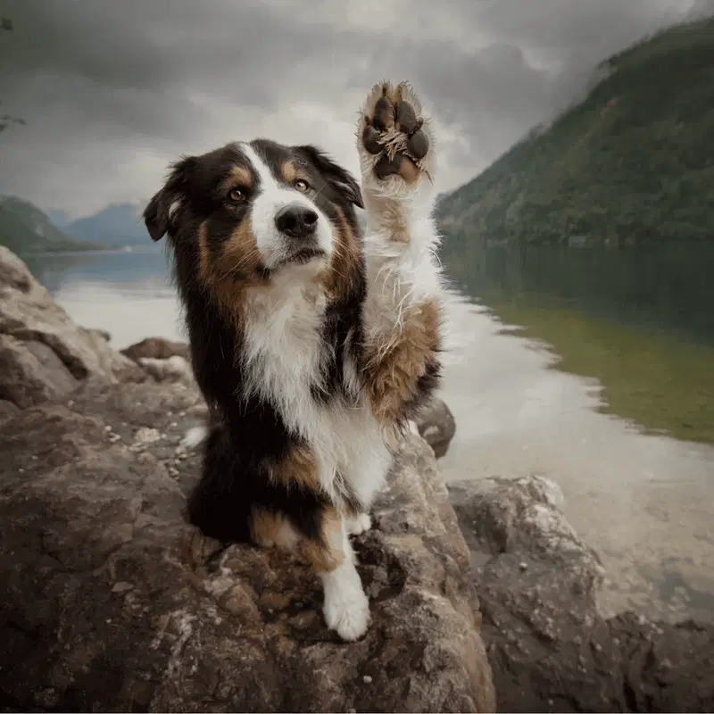 Australian Shepherd Exercise
