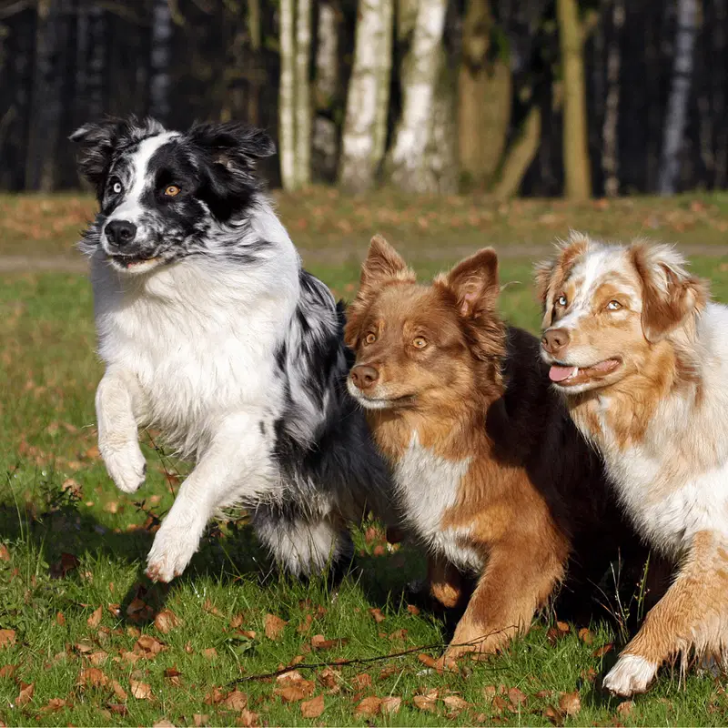 Australian Shepherd Are These Dogs Good For Families