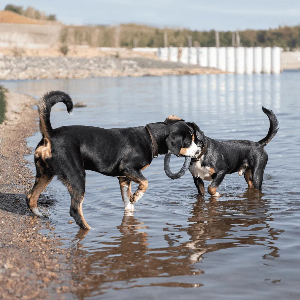Appenzeller Sennenhund Male Vs. Female
