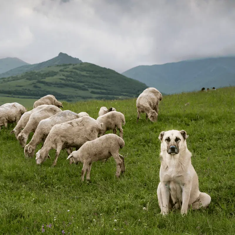 They Protect Endangered Species in America