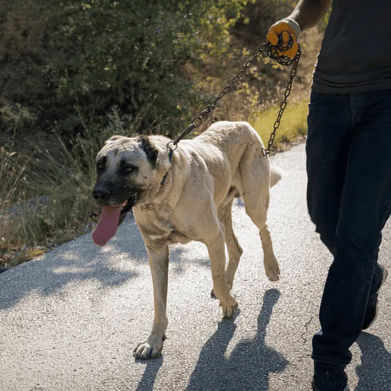 Anatolian Shepherd Exercise